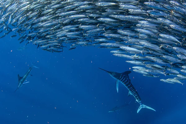 Marlin Listrado Caça Leão Marinho Sardinha Executar Bola Isca Oceano — Fotografia de Stock