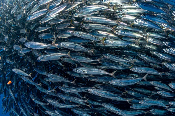 Marlin Listrado Caça Leão Marinho Sardinha Executar Bola Isca Oceano — Fotografia de Stock