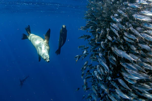 Gestreepte Marlijn Zeeleeuw Jagen Sardine Run Aas Bal Stille Oceaan — Stockfoto