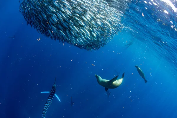 Strisce Marlin Leone Mare Caccia Sardine Eseguire Palla Esca Nell — Foto Stock