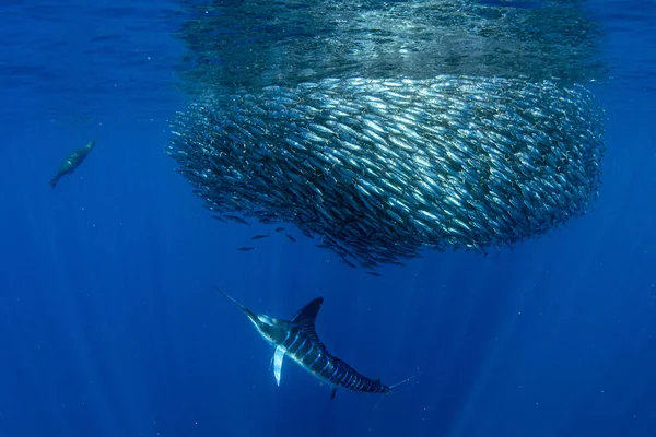 Striped marlin and sea lion hunting in sardine run bait ball in pacific ocean blue water baja california sur