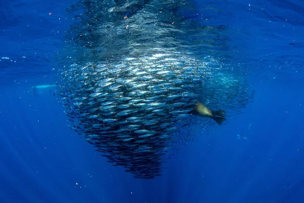 태평양 바다에 수르에 공에서 줄무늬가 바다사자와 바다사자를 사냥하는 — 스톡 사진