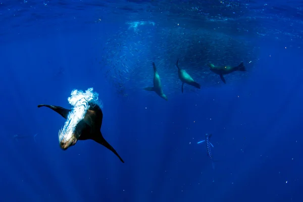 Смугастий Марлін Морський Лев Полювання Сардині Бігти Приманки Тихому Океані — стокове фото