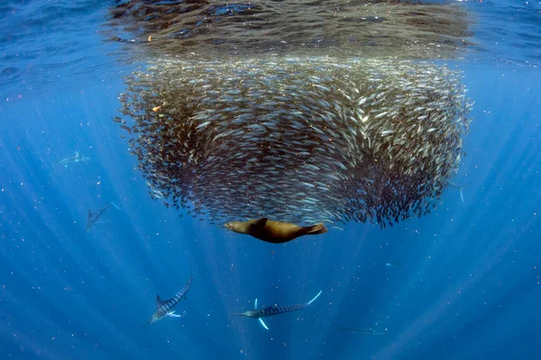 Gestreepte Marlijn Zeeleeuw Jagen Sardine Run Aas Bal Stille Oceaan — Stockfoto