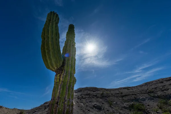Baja California Grüner Riesiger Wüstenkaktus Aus Nächster Nähe Detail — Stockfoto