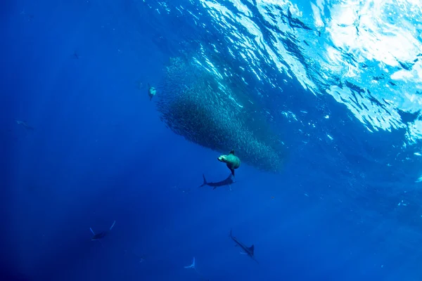 Striped marlin and sea lion hunting in sardine run bait ball in pacific ocean blue water baja california sur