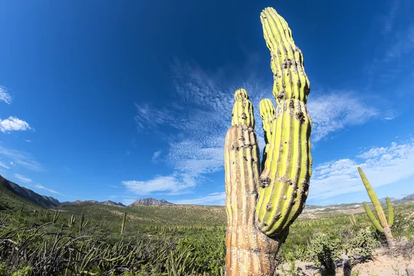 Baja Califórnia Verde Gigante Deserto Cacto Close Detalhe — Fotografia de Stock