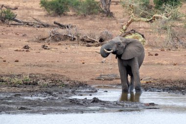 kruger park güney Afrika'da havuzda içerken fil