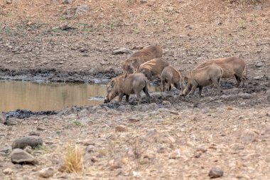 Afrika 'nın güneyindeki Kruger Park' ta bilardo salonundaki yaban domuzu.