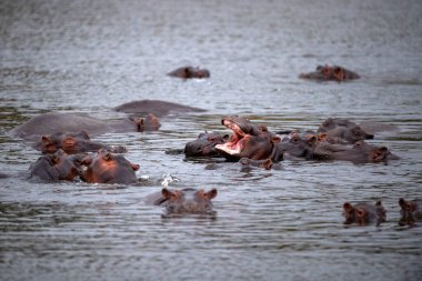 kruger park güney Afrika havuzda mücadele su aygırları