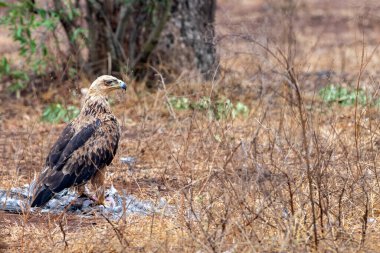 Afrika 'nın güneyindeki Kruger Park' taki Tawny Eagle 'da bir av var.