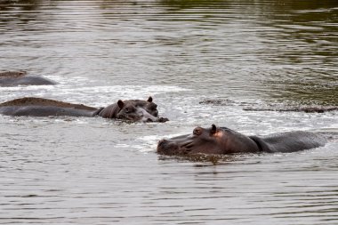 Kruger Park 'ın güney Afrika havuzunda dinlenen su aygırları