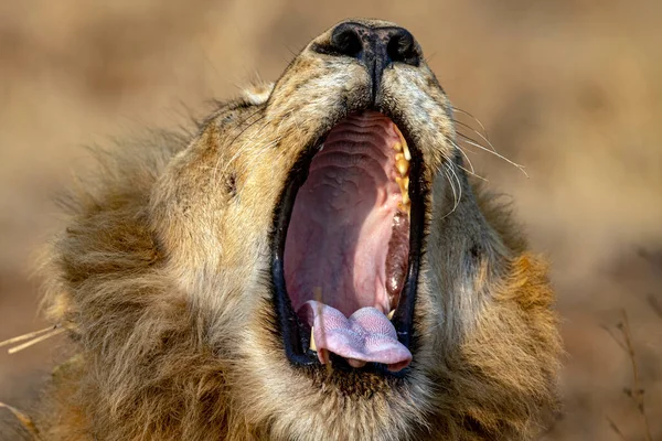 roar of male lion in kruger park south africa close up
