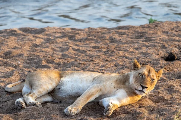 Löwenweibchen Ruht Kruger Park Südafrika — Stockfoto
