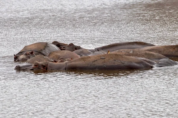 Nijlpaarden Rusten Kruger Park Zuid Afrika Zwembad — Stockfoto