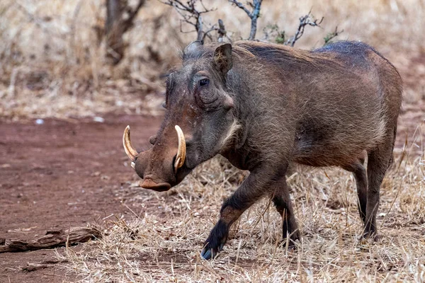 Wrattenzwijn Bij Het Drinken Zwembad Kruger Park Zuid Afrika Close — Stockfoto