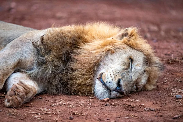 Leão Macho Parque Kruger África Sul Close — Fotografia de Stock