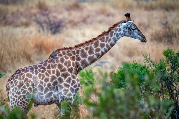 Giraffe Kruger Park Zuid Afrika Eten — Stockfoto