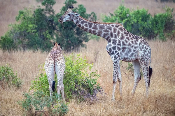 Jirafa Kruger Park Sur Africa Comer — Foto de Stock