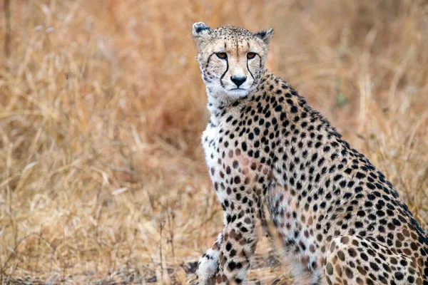 Gepárd Megsebesült Kruger Parkban Dél Afrikában Közelről — Stock Fotó