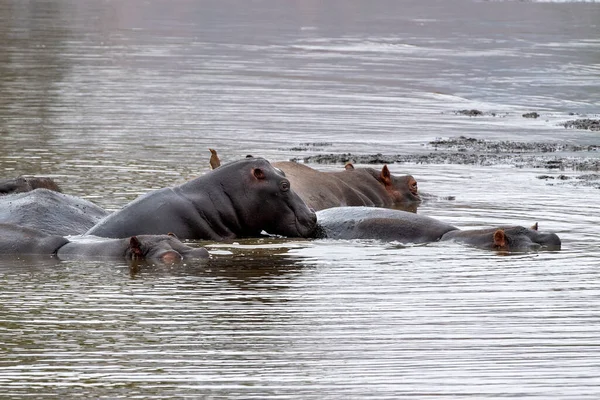 Hroši Odpočívající Kruger Parku Jižní Afrika Bazén — Stock fotografie