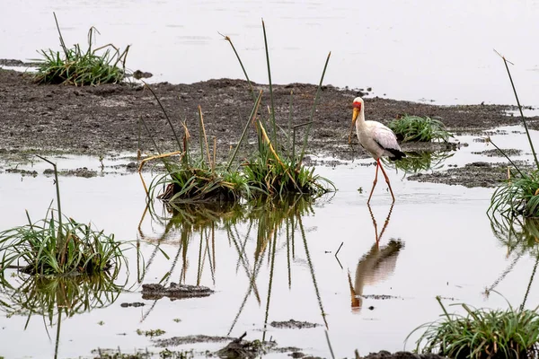 Yellow Billed Stork Bird Kruger Park South Africa — Stock Photo, Image