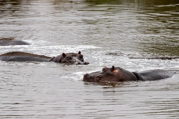 Ippopotami Riposo Kruger Park Piscina Sud Africa — Foto Stock