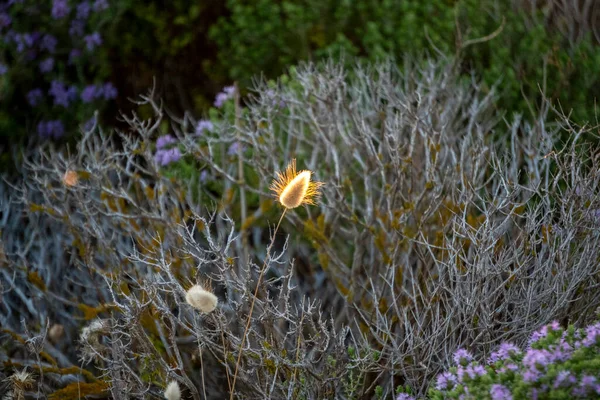 Champ Fleurs Thym Sicile Vue Paysage Coucher Soleil — Photo