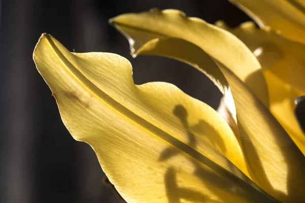 Close Uma Flor Lírio Amarelo Lilium — Fotografia de Stock