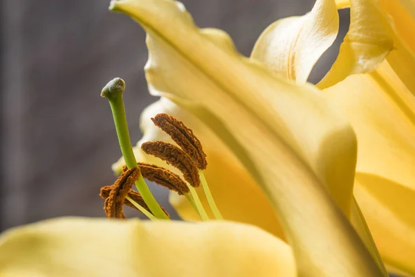 Close Uma Flor Lírio Amarelo Lilium — Fotografia de Stock