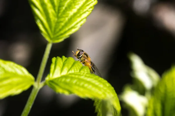 Nahaufnahme Einer Fliege Oder Einer Biene Die Auf Einem Grünen — Stockfoto