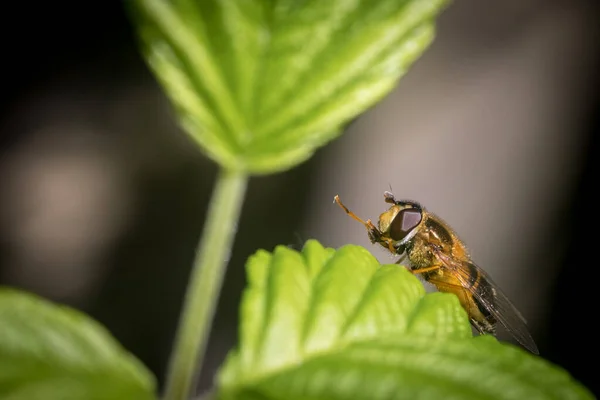 Nahaufnahme Einer Fliege Oder Einer Biene Die Auf Einem Grünen — Stockfoto