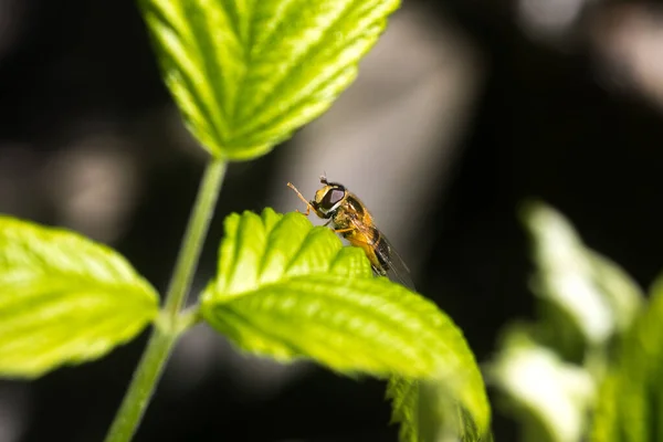 Feche Uma Mosca Uma Abelha Descansando Uma Folha Verde Com — Fotografia de Stock