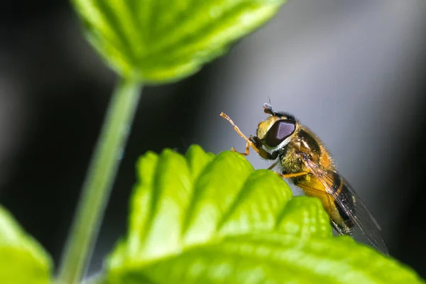 Nahaufnahme Einer Fliege Oder Einer Biene Die Auf Einem Grünen — Stockfoto