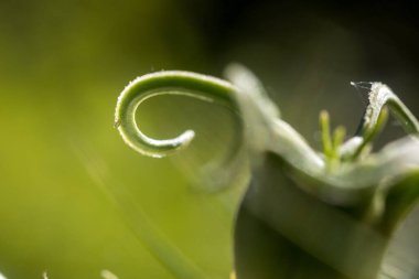 Yapraklı bir Nigella çiçeğine yaklaş, polenli papellere.
