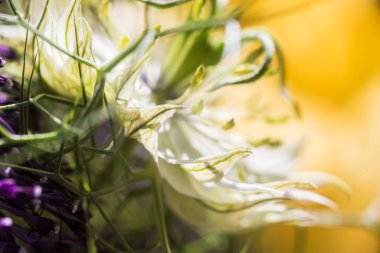 Yapraklı bir Nigella çiçeğine yaklaş, polenli papellere.