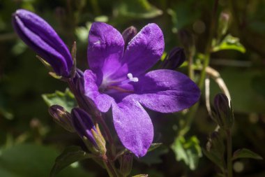 Yapraklı mor bir campanula çiçeğine, polenli çeltiklere yakın dur.
