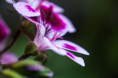 Yapraklı pembe sardunya çiçeğine yaklaş, polenli erkek organı.