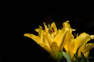 Sarı zambak çiçeğine yaklaş (zambak çiçeği))