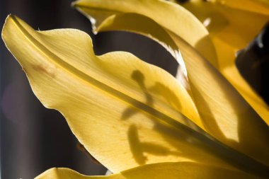 Sarı zambak çiçeğine yaklaş (zambak çiçeği))