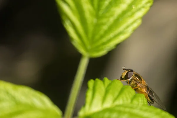 Nahaufnahme Einer Fliege Oder Einer Biene Die Auf Einem Grünen — Stockfoto