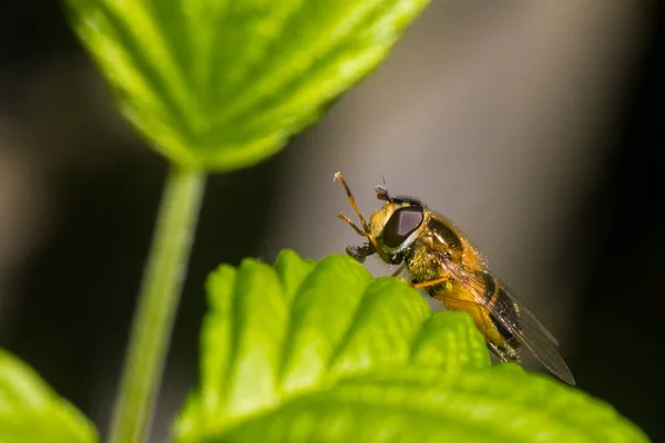 Κοντινό Πλάνο Μια Μύγα Μια Μέλισσα Στηρίζεται Ένα Πράσινο Φύλλο — Φωτογραφία Αρχείου