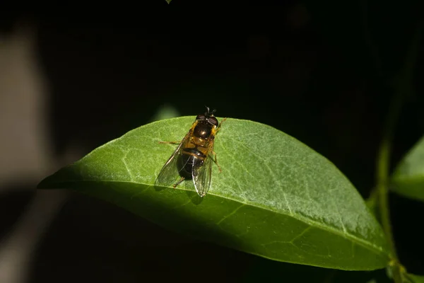 Close Fly Bee Resting Green Leaf Pollen Bag Its Leg — Stock Photo, Image