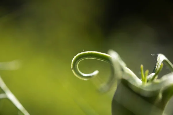 Close Nigella Flower Petals Pistils Pollen — Stock Photo, Image