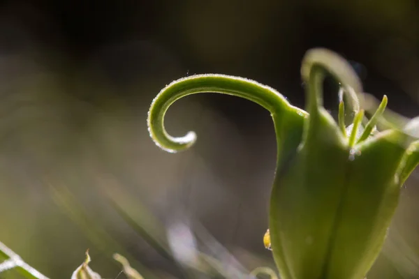 Fechar Cima Uma Flor Nigella Com Pétalas Pistilos Com Pólen — Fotografia de Stock