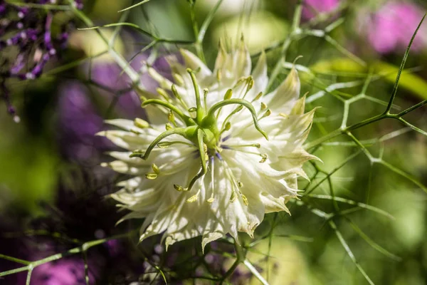Nahaufnahme Einer Nigella Blume Mit Blütenblättern Stempeln Mit Pollen — Stockfoto