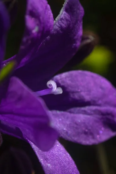 Yapraklı Mor Bir Campanula Çiçeğine Polenli Çeltiklere Yakın Dur — Stok fotoğraf