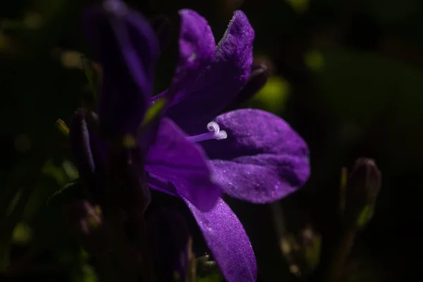 Nahaufnahme Einer Lila Glockenblume Mit Blütenblättern Stempeln Mit Pollen — Stockfoto
