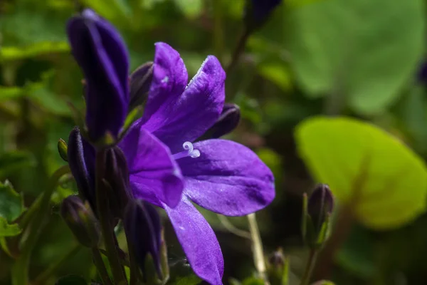 Закройте Фиолетовый Цветок Кампанулы Лепестками Пестики Пыльцой — стоковое фото