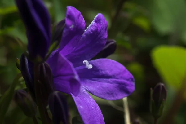 Cerca Una Flor Campanilla Púrpura Con Pétalos Pistilos Con Polen — Foto de Stock